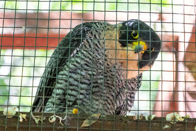 Close-up of parrot in cage