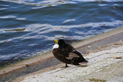 Close-up of bird perching on shore