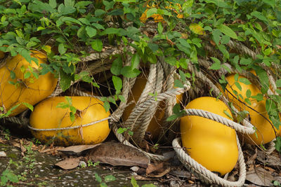 Yellow fruits growing on field