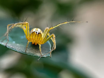 Striped lynx spider doing exercise