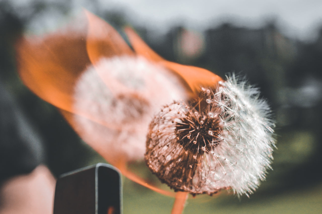 flower, plant, close-up, nature, flowering plant, macro photography, beauty in nature, focus on foreground, freshness, leaf, outdoors, day, fragility, no people, technology, petal, communication, dandelion, selective focus