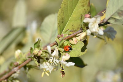 Close-up of ladybug on plant