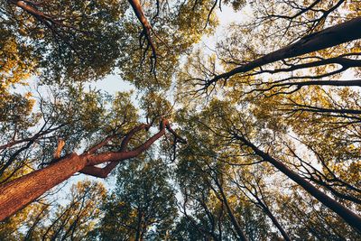 Low angle view of trees in forest during autumn