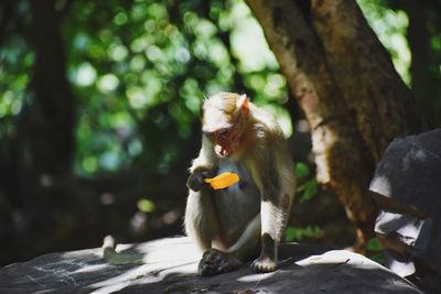 Monkey sitting on tree