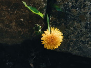 Close-up of yellow flowers