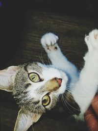 Close-up portrait of a cat