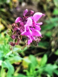 Close-up of pink flower blooming outdoors