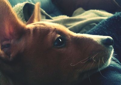 Close-up of a dog