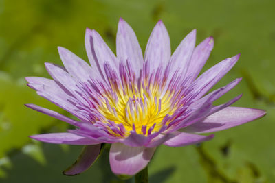 Close-up of purple flower