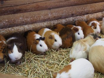 High angle view of guinea pig on field