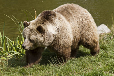 Grizzly bear walking on lakeshore