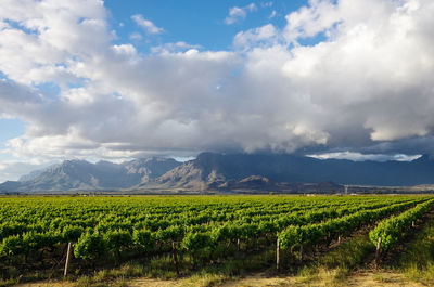 Scenic view of vineyard against cloudy sky