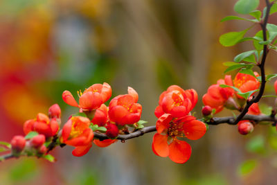 Close-up of red flowering plants