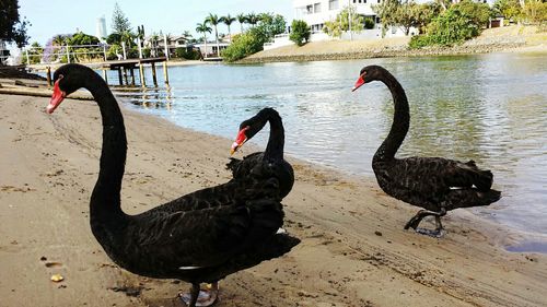 Birds in calm water