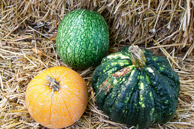 High angle view of pumpkins