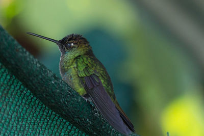 Low angle view of hummingbird on roof