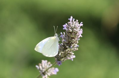 Close-up of butterfly pollinating on white flower