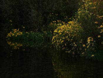 Yellow flowers growing on tree