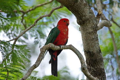 Close-up of parrot perching on tree