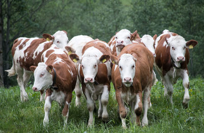 Cows standing in a field