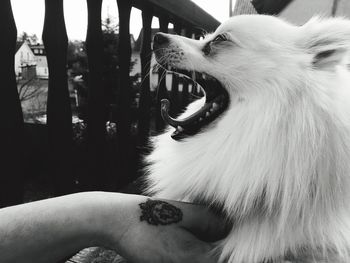 Close-up of a dog yawning