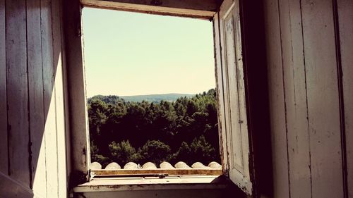 Trees and plants seen through window