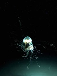 Close-up of jellyfish swimming in sea