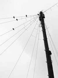Low angle view of birds perching on power line