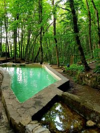 Swimming pool by trees in forest