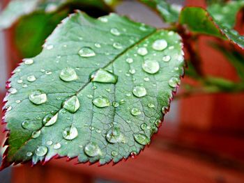 Close-up of water drops on leaf