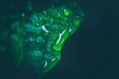 Close-up of water drops on leaf against black background