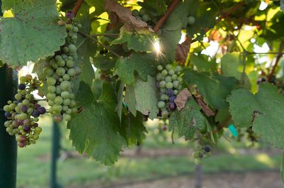 Close-up of grapes growing in vineyard