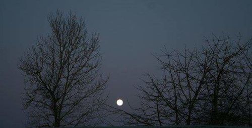 Low angle view of bare trees against sky at night