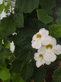 Close-up of white flowering plant