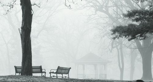 Bare trees in foggy weather