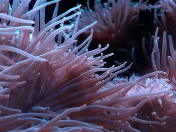 Close-up of coral in sea