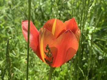 Close-up of red tulip flower on field