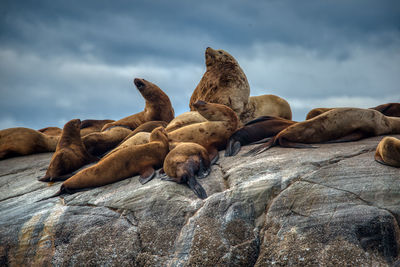 Sea lions, johnstone strait, canada