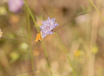 Close-up of honey bee on purple flowering plant
