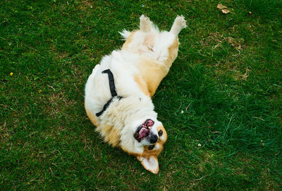 High angle view of dog lying on grass