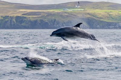 Wild dolphins jumping in sea