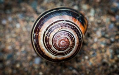 Close-up of snail