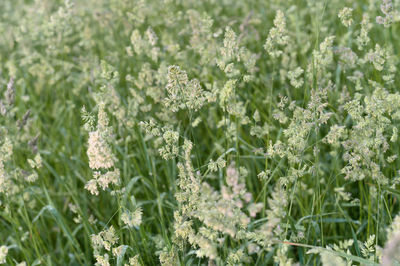 Close-up of flowering plants on land