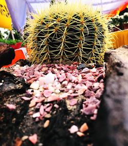 Close-up of pink cactus plant