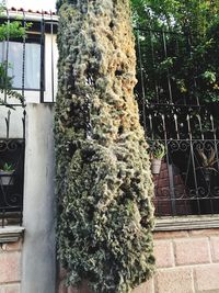 Low angle view of ivy growing on tree trunk