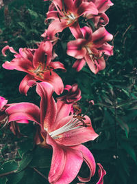 Close-up of pink flowering plant