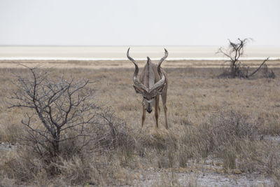 Greater kudu standing on field against sky