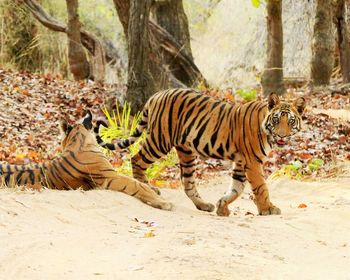 Tiger lying in a forest