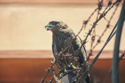 Close-up portrait of an indian black kite bird.