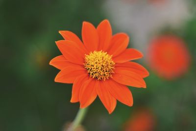 Close-up of orange flower blooming outdoors